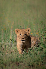 lion cub in the savannah