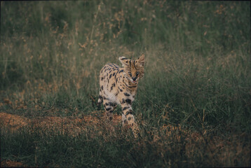 SERVAL CAR in the grass