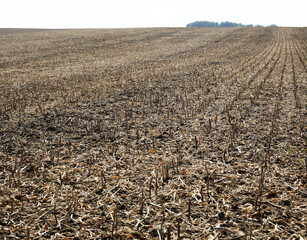 A field after the harvested soybean crop.