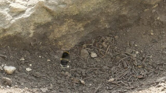 family of Buff-tailed bumblebees (Bombus terrestris) creates a nest. Bumble Bee infested by parasite phoretic mite