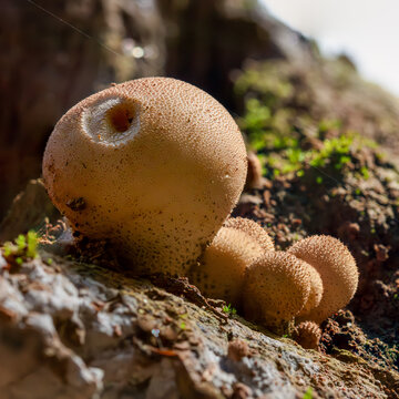 Puffball fungi growing on an old log.