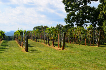 Vineyard at Dahlonega, Georgia wine country
