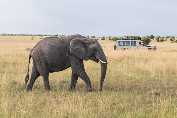 elephant standing in front of an all-terrain vehicle in the savannah in kenya