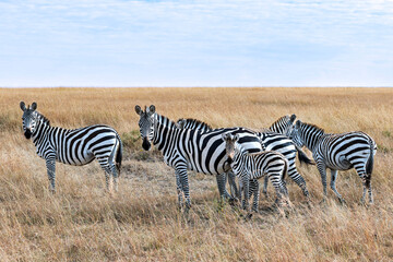 group of zebras in the savannah of masai mara kenya