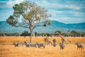 Fotobehang Wild Giraffes and zebras together © Kjersti