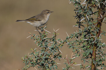common chiffchaff on the branch