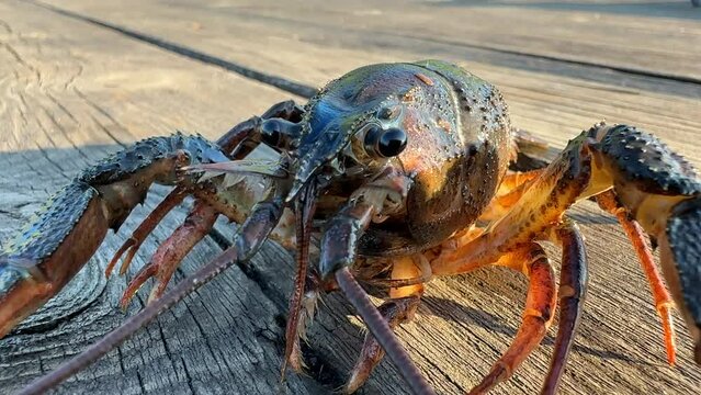 Crayfish on wooden pier. Catching crayfish, crabs and lobsters. Caught crayfish on river while fishing. Crayfish, or crawdads, are crustaceans that live in freshwater environments throughout the world