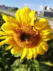 Sonnenblume