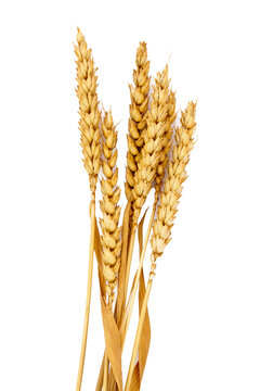 ear of wheat grain isolated on white background