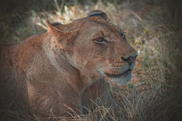 Portrait of a wild African lion