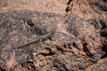the Tenerife lizard known as Gallot's lizard, species is native to the Canary Islands (Teide National Park, Tenerife, Canary Islands)