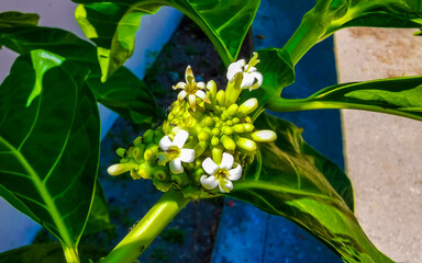 Obraz premium Noni fruit Morinda citrifolia with flowers popular with ants Mexico.