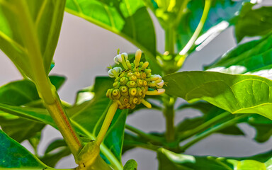 Noni fruit Morinda citrifolia with flowers popular with ants Mexico.