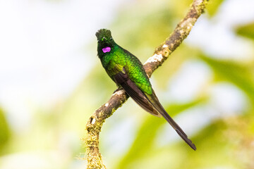 Heliodoxa imperatrix
