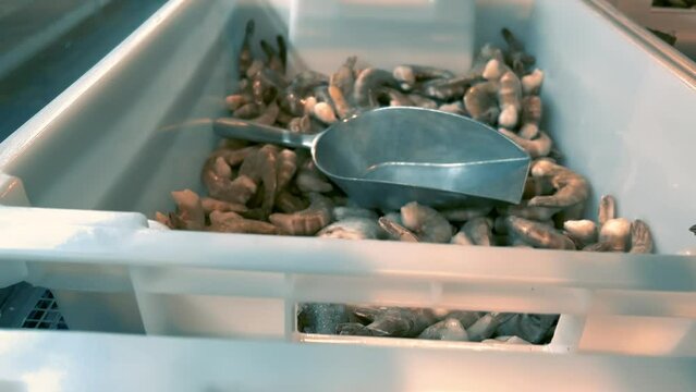 Frozen regular and white shrimps on a refrigerator showcase in a supermarket or fish market. Inside view. Close-up