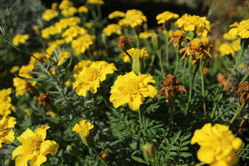 Yellow flowers, marigolds in a flower bed, close-up. Flowers in summer in autumn Ennobling of the territory. Urban flowers greenery