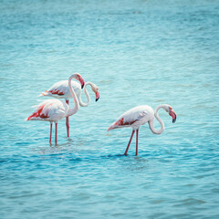 A group of pink flamingos stroll on the waters of the Mediterranean, Camargue, Gard, France. The fauna and flora of nature.