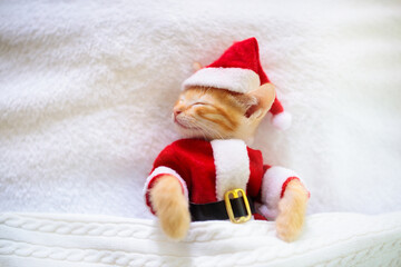 Baby cat in Christmas Santa hat. Kitten in winter.