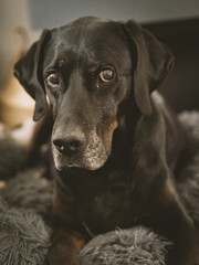 Cute purebred dog on its basket looking at the camera
