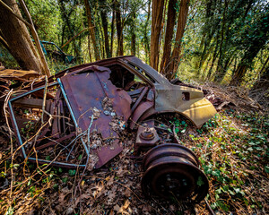 Seen on the remains of a car, a rusty wreck abandoned in the middle of the forest. Pollution of our environment.