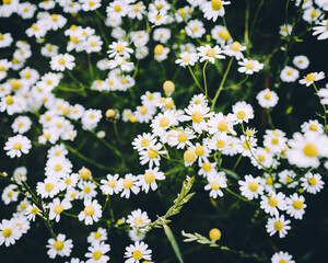 Landscape Of Field Of White And Yellow Daisies