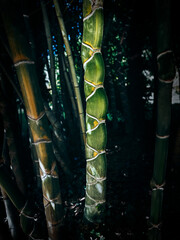 Bamboo forest