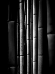 Bamboo forest in black and white, tropical Asian exotic atmosphere. Green trees in meditative feng shui zen garden. Peaceful calm grove, the harmony of morning freshness in the scrub.
