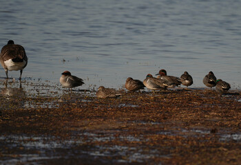 Swans, Geese, and Ducks Migrating to the Pristine Outer Banks of North Carolina