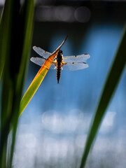 Dragonfly with open wings on a blade of grass - 657321510