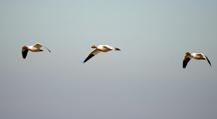 Swans, Geese, and Ducks Migrating to the Pristine Outer Banks of North Carolina