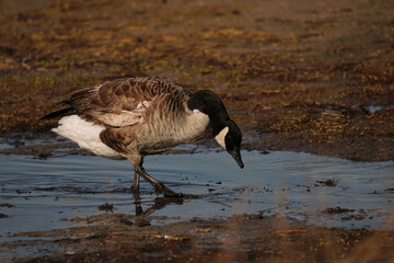 Swans, Geese, and Ducks Migrating to the Pristine Outer Banks of North Carolina