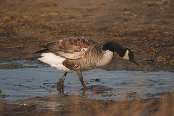Swans, Geese, and Ducks Migrating to the Pristine Outer Banks of North Carolina