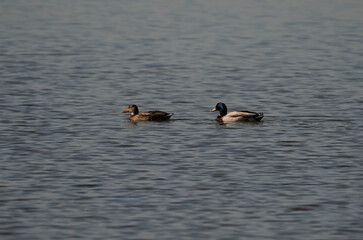Swans, Geese, and Ducks Migrating to the Pristine Outer Banks of North Carolina