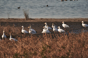 Swans, Geese, and Ducks Migrating to the Pristine Outer Banks of North Carolina
