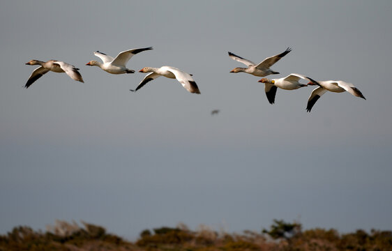 Swans, Geese, and Ducks Migrating to the Pristine Outer Banks of North Carolina