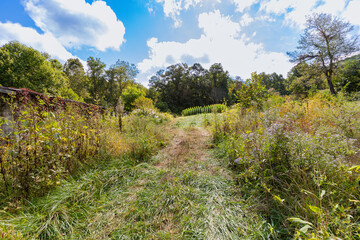 yard wooded area Mountain View