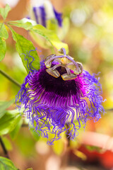 Close-up from a Passiflora flower in bloom at founded at Coconut Creek, FL on September 30th, 2023