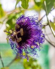 Close-up from a Passiflora flower in bloom at founded at Coconut Creek, FL on September 30th, 2023