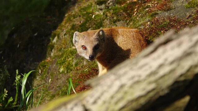 yellow mongoose in natural conditions
