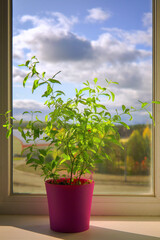 Decorative indoor nightshade in a pot stands on a windowsill illuminated by the sun's rays against the backdrop of the autumn landscape outside the window.