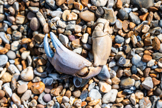 Crab Claw