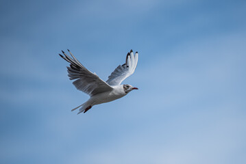 Gull in Flight - 657328532