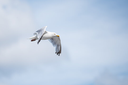 Gull in Flight