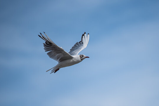 Gull in Flight