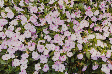 lilac floral flat layer background