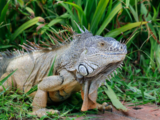 Obraz premium approach to Caribbean Iguana, an endangered species