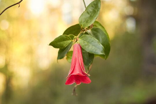 Typical chilean flower, copihue in the wild