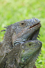 Obraz premium approach to Caribbean Iguanas, an endangered species