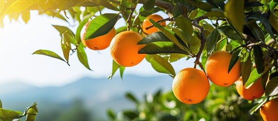 Mallorca citrus cultivation Mandarin tree with tangerines on sunny day With copyspace for text - obrazy, fototapety, plakaty