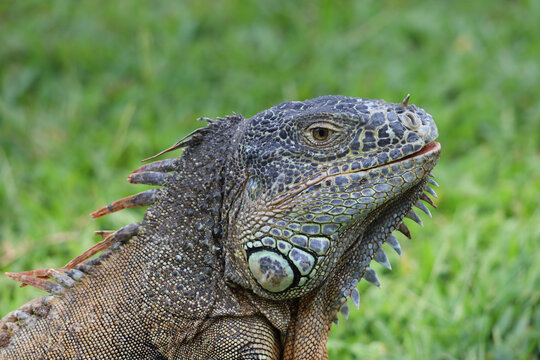 face of Caribbean Iguana, endangered species